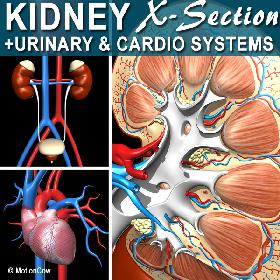 Kidney X-Section Complete